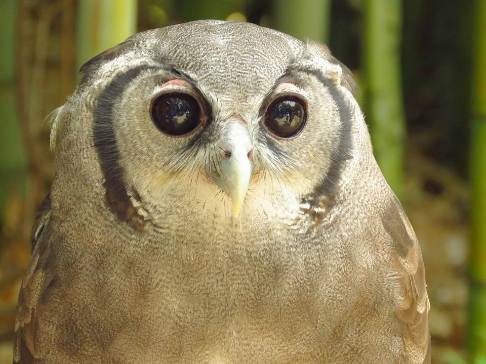 Milky Owl Eyes (C) | Shutterbug